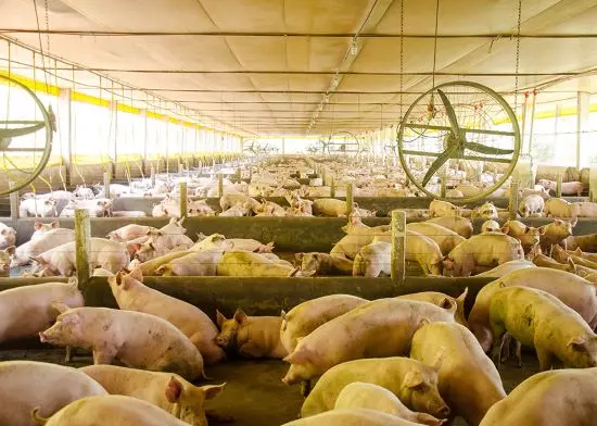 SAÚDE SUÍNA ][ Nova plataforma integra vigilância sanitária e análise de risco de doenças suínas